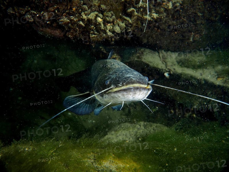 Catfish (Silurus glanis), Waller, at night in dark water under rocks and plants, dive site Klosterinsel, Rheinau, Canton Zurich, Rhine, High Rhine, Switzerland, Germany