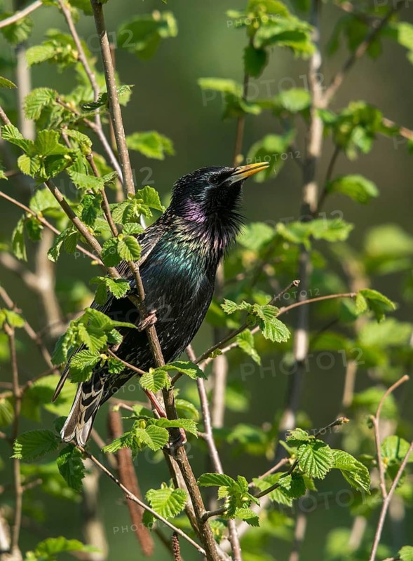 Star, Starling, Sturnus Vulgaris, Birds, Call, Song, High Size, Portrait Format, Passeri, Call, Singing, Songbirds, Birds