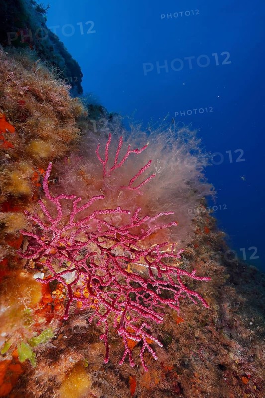 A red coral, a violescent sea-whip (Paramuricea clavata), in the blue ocean, surrounded by underwater plants, dive site: Giens Peninsula, Hyères, Porquerolles, Provence, Côte d'Azur, Mediterranean Sea, France