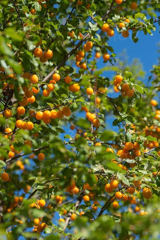 Yellow plum, mirabelle, Prunus domestica subsp. syriaca, rosaceae, rose plants, flora, high size, vertical format, fruit, plants, plants