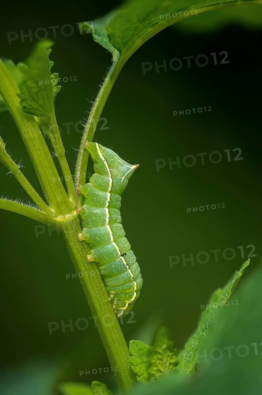 Amphipyra berbera, Amphipyra svenssoni, owl moth, noctuidae, pyramidal owl, Svensson's copper underwing, Svensson's pyramidal owl, butterfly, high size, portrait, inchworm, insects, moths, moths, moth, caterpillar, butterfly