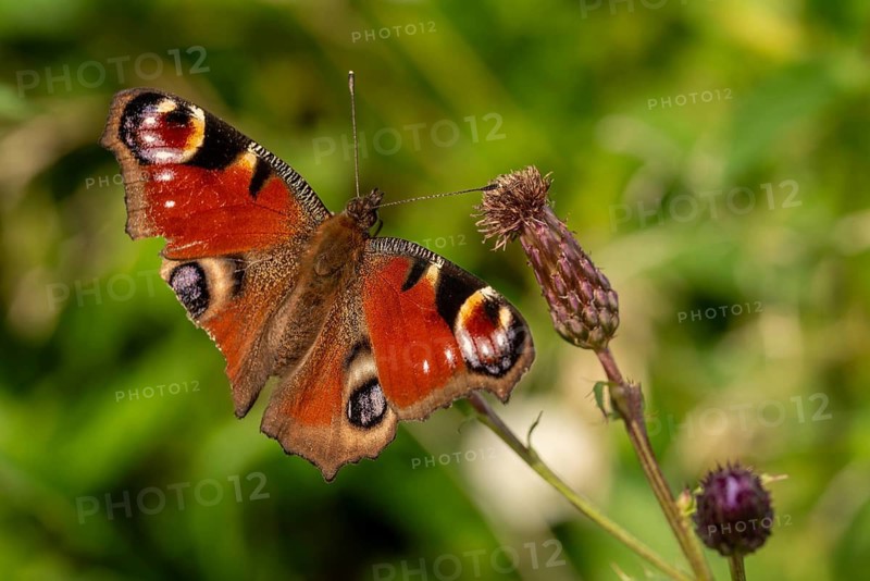 Close-up of a bright red peacock butterfly (Aglais io), Germany