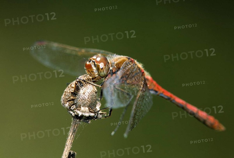 Common hogweed, Sympetrum vulgatum, vagrant darter, anisoptera, damselflies, dragonflies, insects, leo, dragonflies, male, odonata