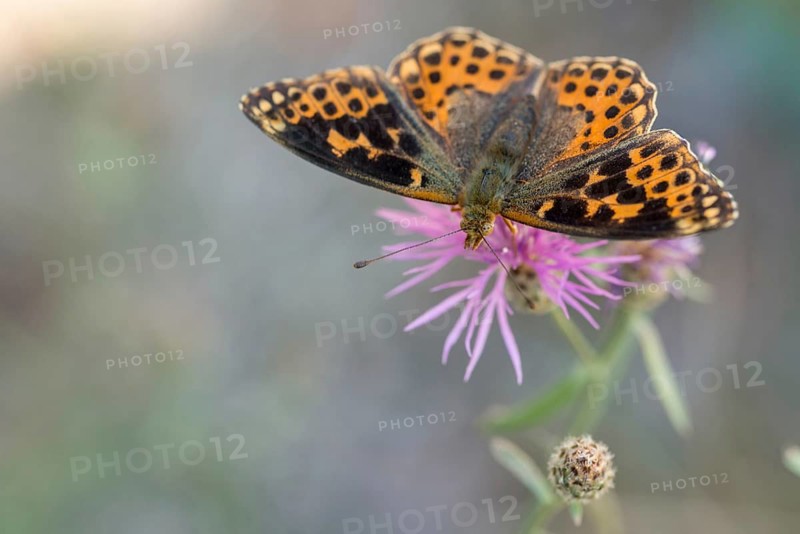 Aberration, argynnis lathonia, issoria lathonia, small mother-of-pearl butterfly, queen of Spain fritillary, butterfly, insects, butterfly, butterflies