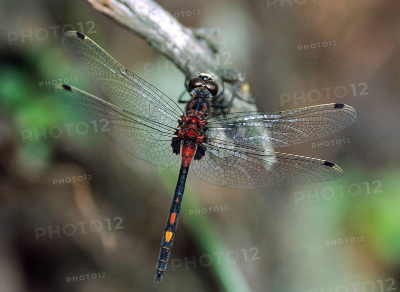 Little moss maiden, leucorrhinia dubia, white-faced darter, anisoptera, damselflies, dragonflies, insects, insects, leo, dragonflies, male, odonata