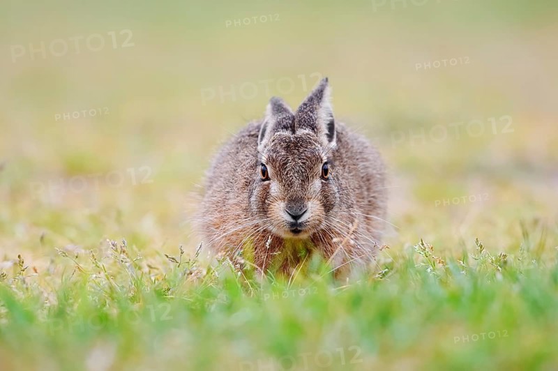 European hare (Lepus europaeus), young animal sitting in a meadow, North Rhine-Westphalia, Germany