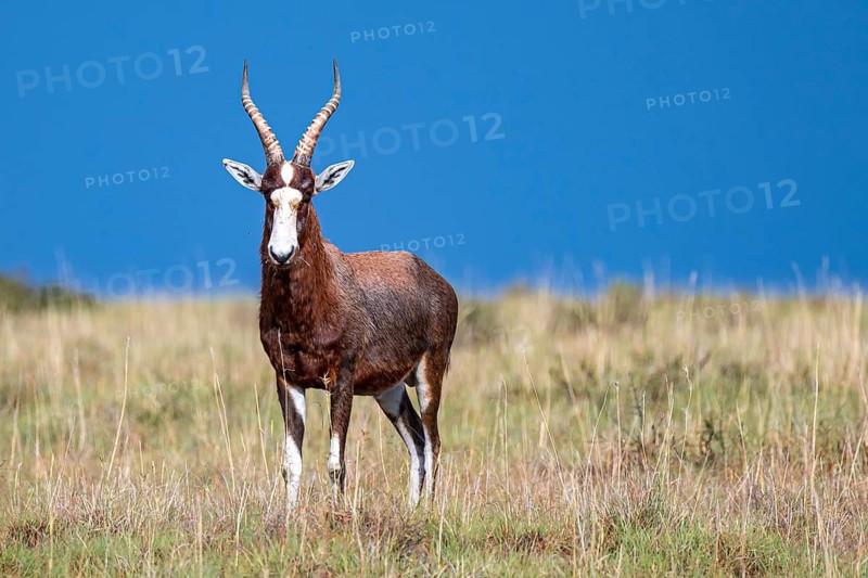 Blessbuck (Damaliscus pygargus phillipsi), adult, Mountain Zebra National Park, Eastern Cape, South Africa