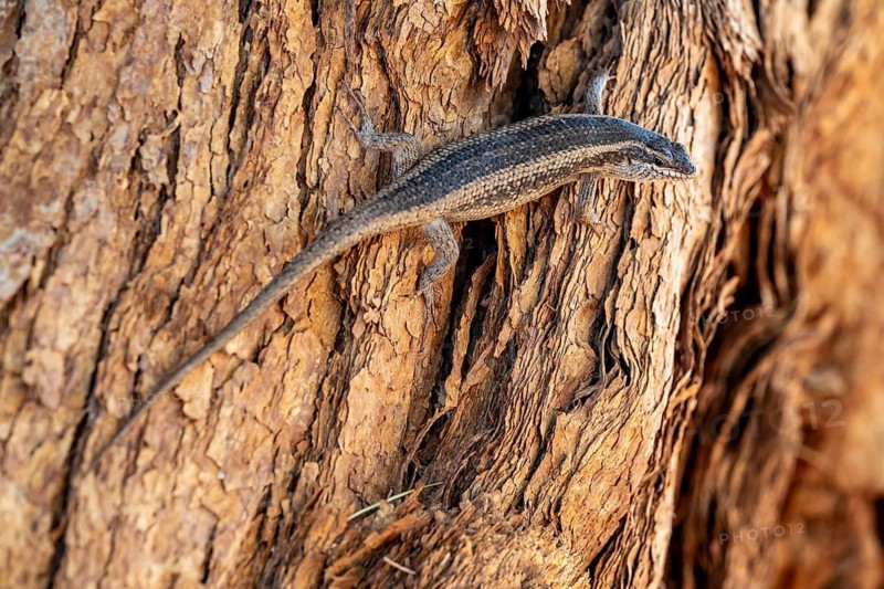 Karasburg tree skink (Trachylepis sparsa) in a tree, Namib Desert, Namibia