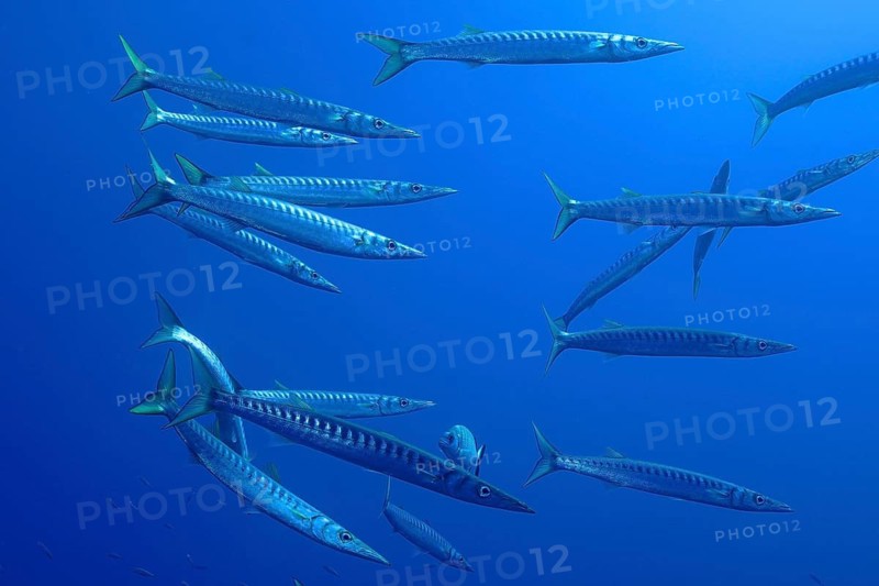 A school of barracudas (Sphyraena sphyraena) swimming gracefully in the blue ocean, dive site: Giens Peninsula, Hyères, Porquerolles, Provence, Côte d'Azur, Mediterranean Sea, France