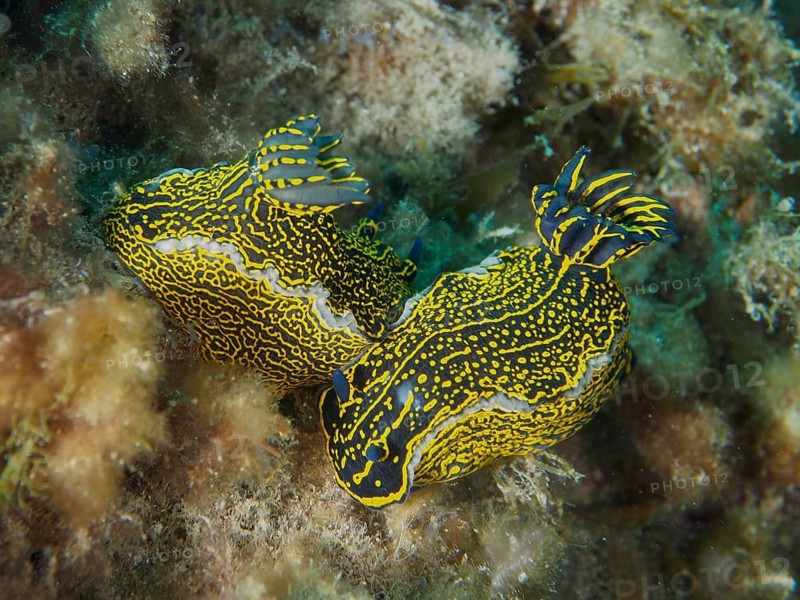 Two striking nudibranchs, yellow-purple star nudibranchs (Felimare picta), moving across a reef at the El Cabron Marine Reserve dive site, Arinaga, Gran Canaria, Spain, Europe, Atlantic Ocean