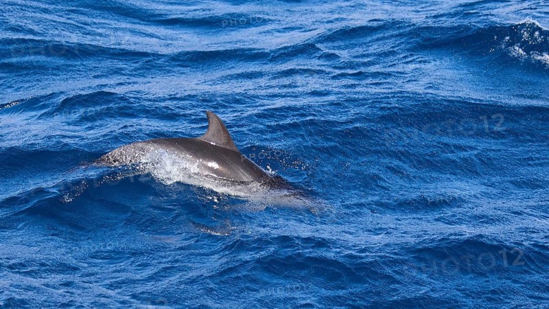 A dolphin (Delphinidae) swims just below the surface of the sea, whale watching boat tour, whale watching, whales, dolphins, west coast, Tenerife, Canary Islands, Spain