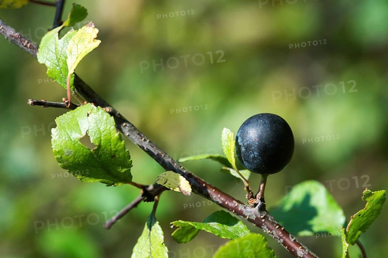German acacia, hedthorn, Prunus spinosa, rosaceae, rose family, sour plum, sloe, blackthorn, blackthorn, flora, plants, plants, sloe