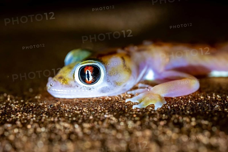 Palmato gecko (Pachydactylus rangei), night shot, NamibRand Nature Reserve, Namib Desert, Namibia