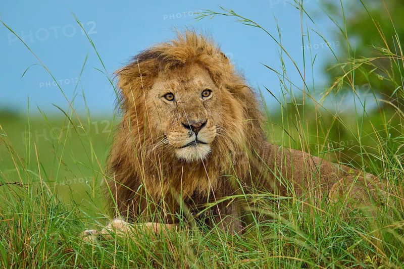 A lion lies peacefully in the grass of the vast savannah beneath a blue sky, lion (Panthera leo), Masai Mara National Reserve, Narok County, Kenya