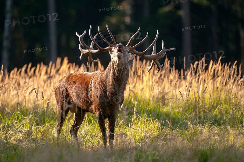 Artiodactyla, Cervus Elaphus, even-toed ungulate, cloven-hoofed, red deer, red deer, rutting, deer, mammals, tubes, mammals