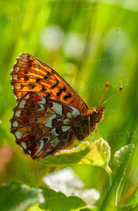 Boloria aquilonaris, cranberry fritillary, high-moor mother-of-pearl butterfly, cranberry moth, butterfly, high size, portrait format, insects, butterfly, butterflies, butterflies