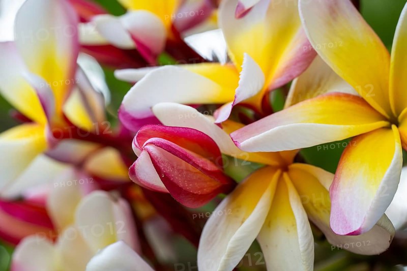 Frangipani blossoms, wax flower, Flor de Cebo or temple tree (Plumeria), Palermo Botanical Garden or Orto Botanico, Palermo, Sicily, Italy