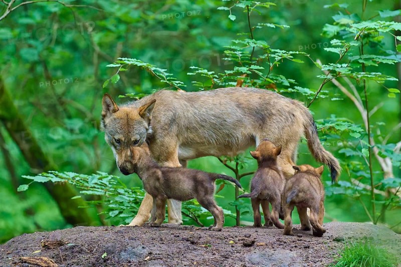 An adult wolf looks after its pups in a lush forest, Wolf (Canis lupus), Germany