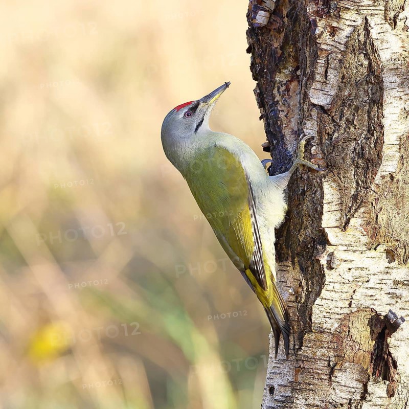 Grey-headed Woodpecker (Picus canus), a male perched on the trunk of a grey birch (Betula populifolia) whilst foraging, wildlife, woodpeckers, birds, nature photography, Wilnsdorf, North Rhine-Westphalia, Germany