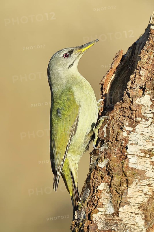 Grey-headed woodpecker (Picus canus), a male perched on the trunk of a grey birch (Betula populifolia) whilst foraging, wildlife, woodpeckers, birds, nature photography, Wilnsdorf, North Rhine-Westphalia, Germany