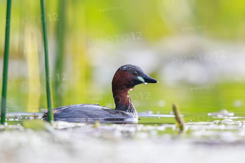 Little Grebe (Tachybaptus ruficollis), North Rhine-Westphalia, Germany