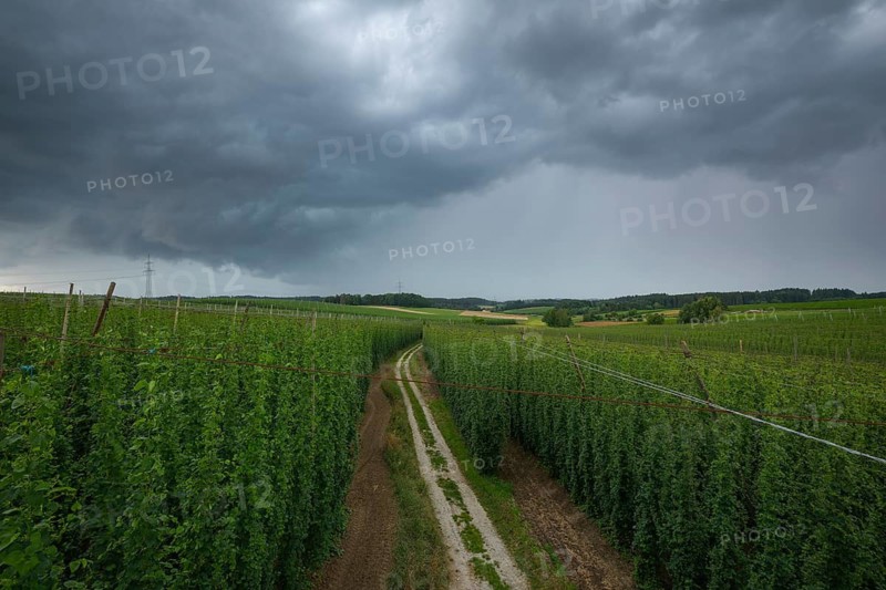 Horizontal wide-angle view of a dirt path winding through green hop fields under a dark, dramatic storm sky with heavy rain clouds. Hallertau, Bavaria, Germany