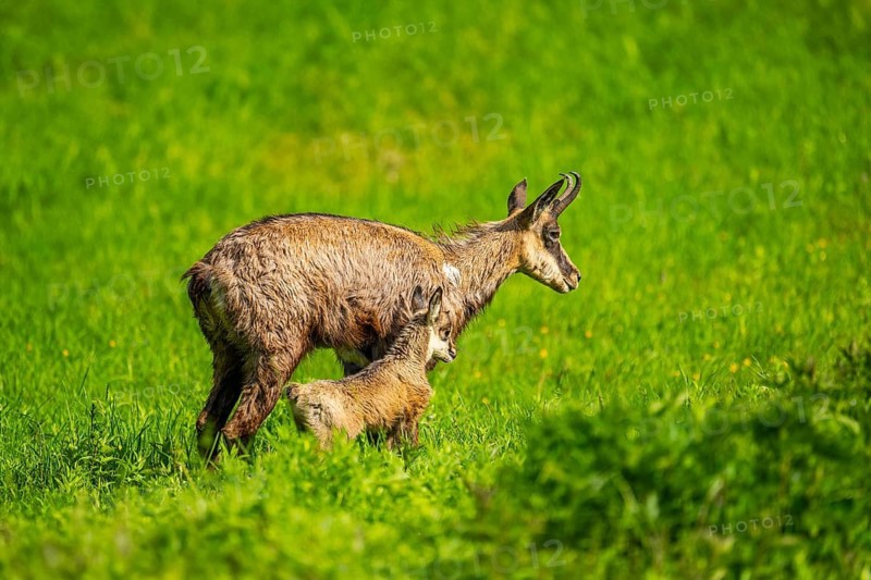 Chamois (Rupicapra rupicapra) Mother (doe) with her youngster (fawn) on a meadow, Austria