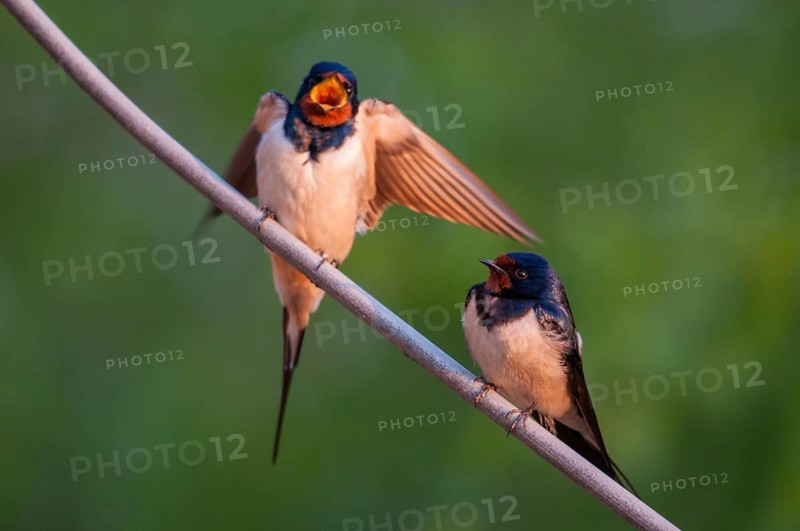 Hirundo rustica, house martin, barn swallow, birds, female, song, male, passeri, swallows, singing, songbirds, birds, female
