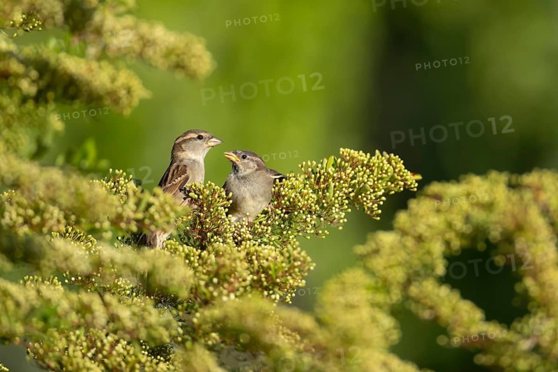 House sparrow (Passer domesticus) adult female parent and juvenile bird on a garden Pyracantha tree, Suffolk, England, United Kingdom
