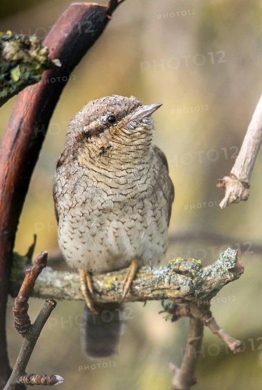 Brandenburg, Germany, Jynx Torquilla, Nabu, Nabu project, national natural heritage, Grünhaus natural paradise, Wryneck, post-mining landscape, birds, green house, high size, portrait format, piciforms, woodpeckers, birds, woodpecker