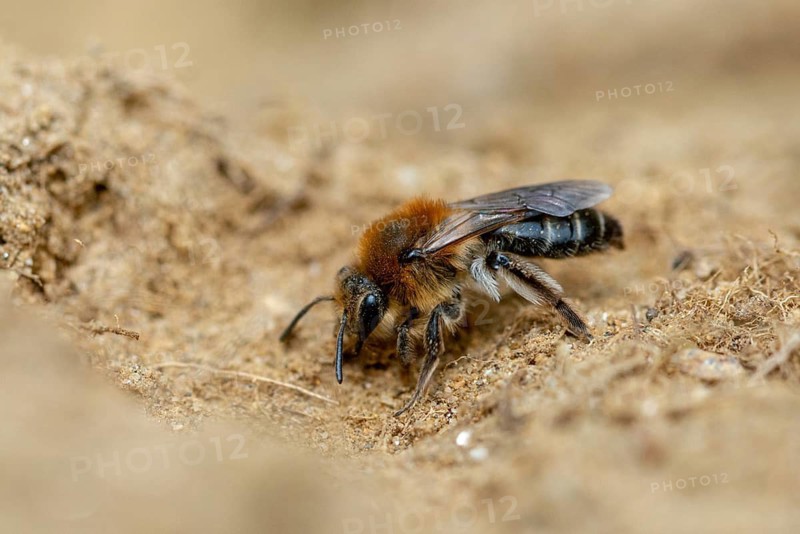 Andrena cf. scotica, Andrena scotica, andrenidae, chocolate mining bee, chocolate mining bee, hymenoptera, sand bee, Scottish earth bee, earth bee, female, insects, female