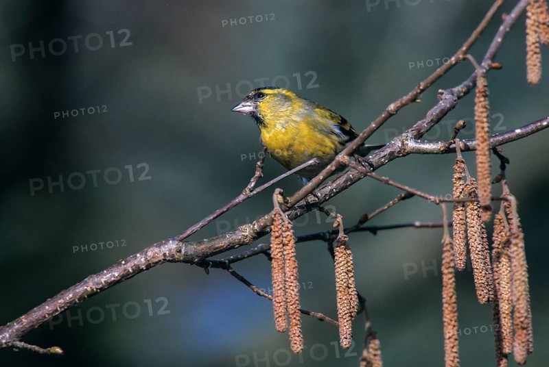 Carduelis spinus, siskin, spinus spinus, siskin, birds, spring, male, passeri, songbirds, songbirds, jump, birds