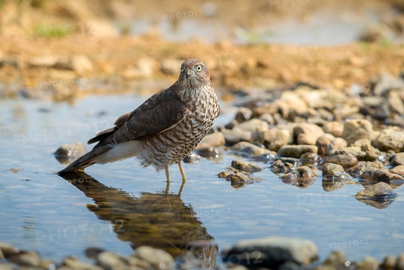 Accipiter Nisus, Accipitriformes, Sparrowhawk, Sparrowhawk, Bath, Bird Bath, Birds, Falconiformes, Raptors, Raptors, Potions, Birdbath, Birds, Watering Place