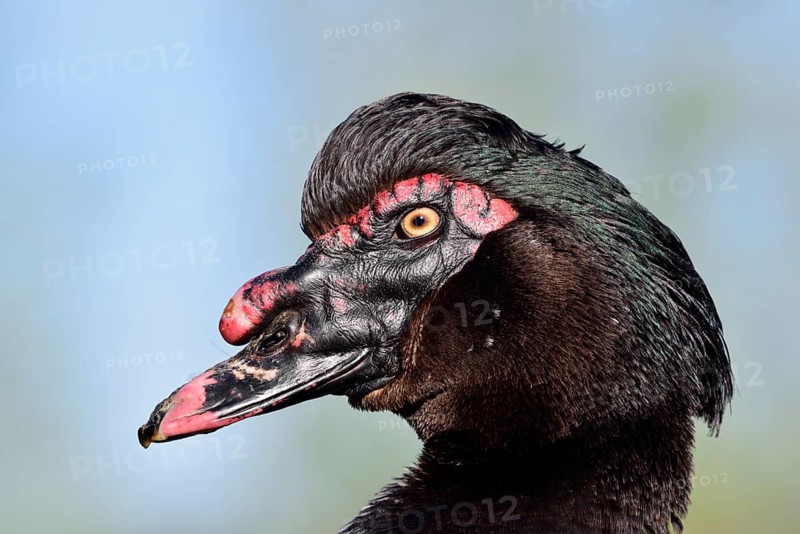 Muscovy duck (Cairina moschata), drake, portrait, North Rhine-Westphalia, Germany