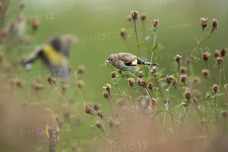 European goldfinch (Carduelis carduelis) juvenile bird on the stem of a Knapweed plant with seed heads, England, United Kingdom