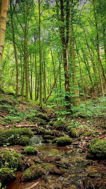 A rippling stream meanders through a lush forest with moss, hiking in spring, Bad Blankenburg, Schwarza Valley nature park Reserve, Thuringian Forest Nature Park, Thuringian Slate Mountains
