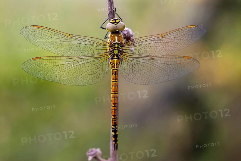 Aeshna Affinis, Blue-eyed Hawker, Southern Migrant Hawker, Southern Mosaic Maiden, Anisoptera, Damselflies, Dragonflies, Female, Greece, Insects, Leo, Dragonflies, Odonata, Female