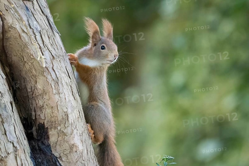 A squirrel (Sciurus vulgaris) attentively climbing a large tree in the countryside, Hesse, Germany
