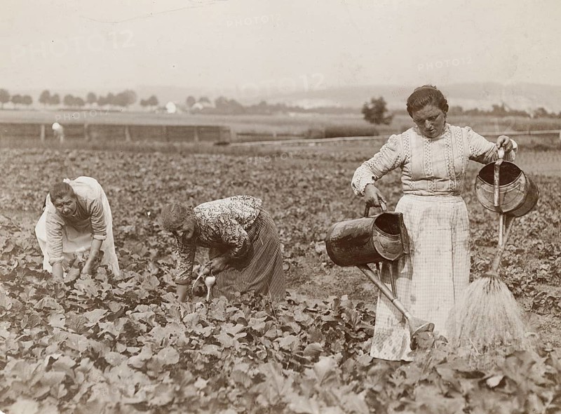 Bavaria, field work, radish, woman working in a field, watering and harvesting plants, Philipp Kester, around 1906