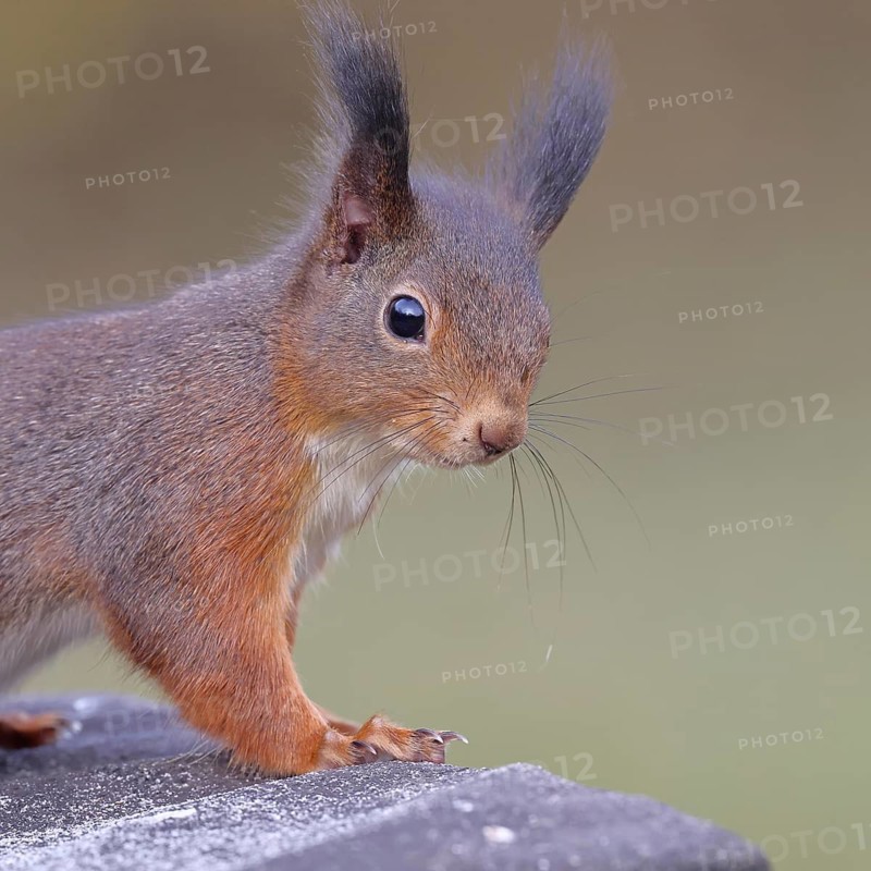 Eurasian red squirrel (Sciurus vulgaris) – adult, animal portrait, head portrait, mammal, wildlife, Wilnsdorf, North Rhine-Westphalia, Germany