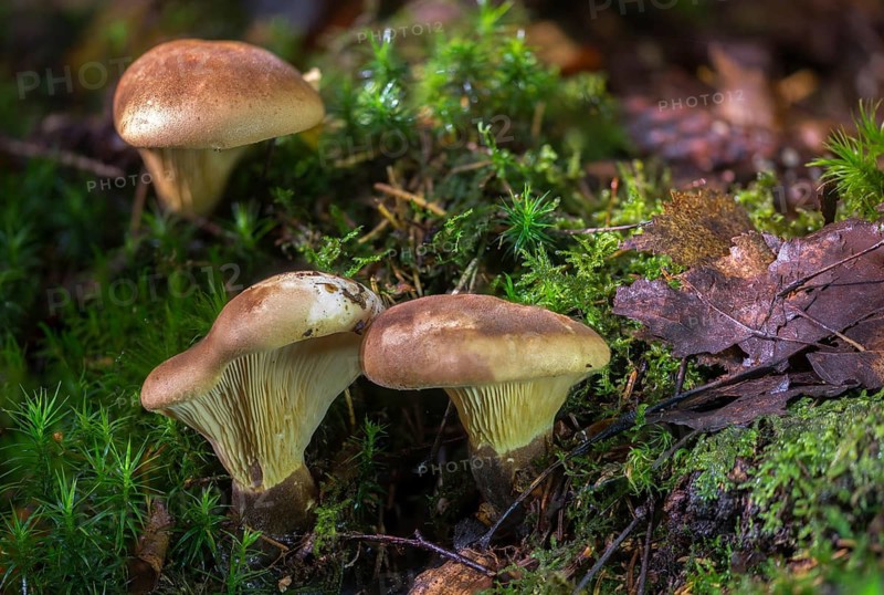Paxillus atrotomentosus, velvet foot wood crempling, velvet foot crempling, tapinella atrotomentosa, sausage salad mushroom, fungi, velvet roll-rim, velvet-footed pax