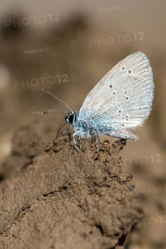 Cupid minimus, little blue, dwarf blue, butterfly, high size, portrait format, insects, butterfly, butterfly, butterflies
