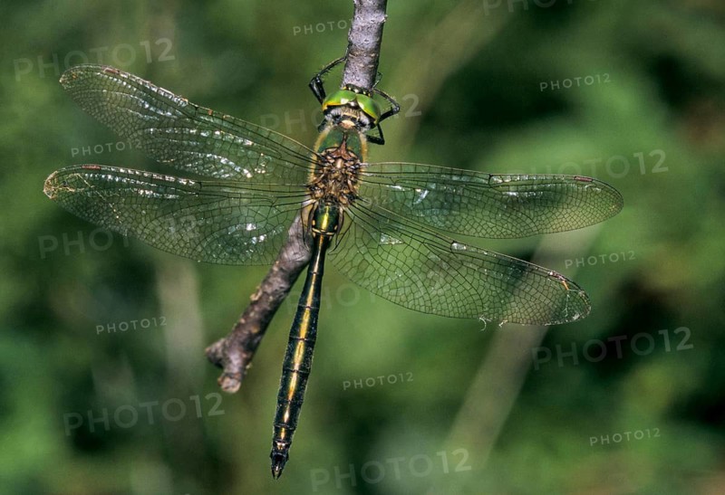 Brilliant emerald, shiny emerald dragonfly, somatochlora metallica, anisoptera, damselflies, dragonflies, insects, leo, dragonflies, male, odonata