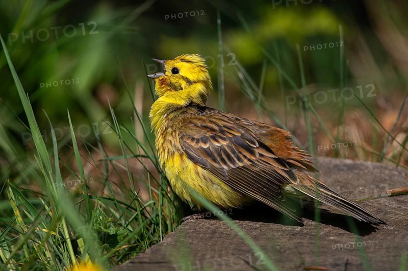 Emberiza Citrinella, Yellowhammer, Yellowhammer, Bath, Birds, Male, Passeri, Songbirds, Songbirds, Sunbathing, Birds