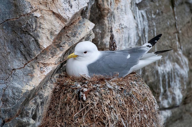 Black-legged Kittiwake, Black-legged Kittiwake, Norway, Rissa Tridactyla, Varanger, Birds, Charadriiformes, Gulls, Limikolen, Seagulls, Birds