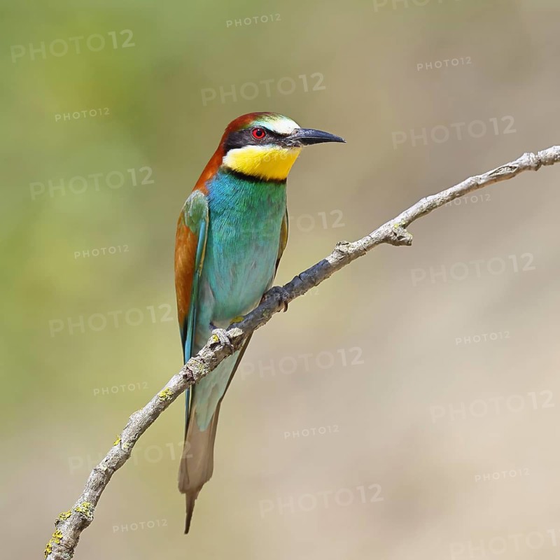 European bee-eater (Merops apiaster) perched on a branch, Lake Neusiedl, Burgenland, Austria