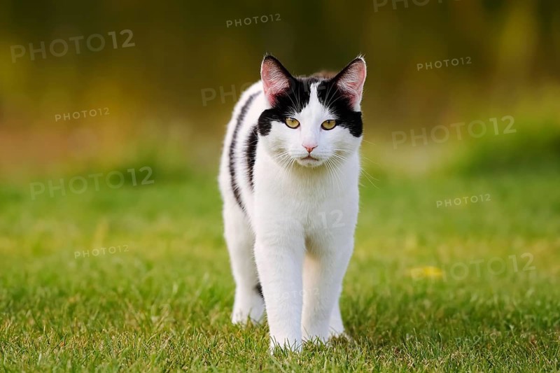 Domestic cat standing in a meadow, North Rhine-Westphalia, Germany