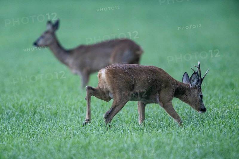 Roebuck (Capreolus capreolus), Emsland, Lower Saxony, Germany