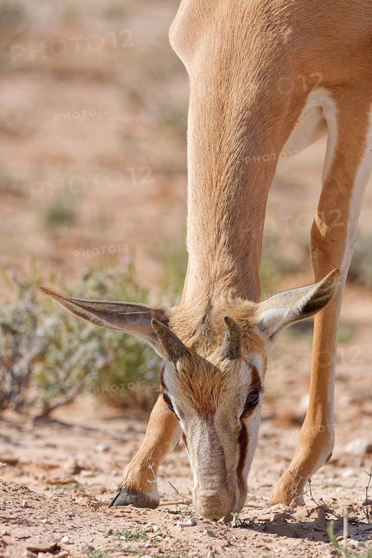 Springbok (Antidorcas marsupialis), young animal in the arid grassland, feeding on plants, Kgalagadi Transfrontier Park, Northern Cape, South Africa
