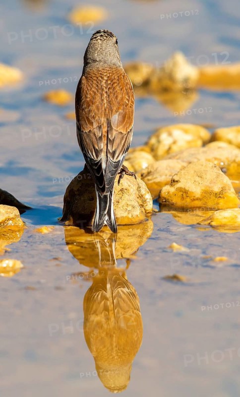 Acanthis cannabina, bloodtail, linaria cannabina, linnet, bath, bird bath, birds, high size, portrait, male, mirror, male, passeri, songbirds, songbirds, mirror image, drinking, birdbath, birds, watering place